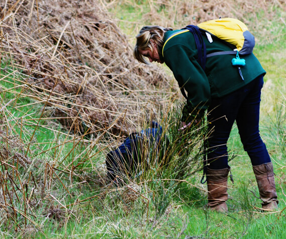 Handler with detection dog in field